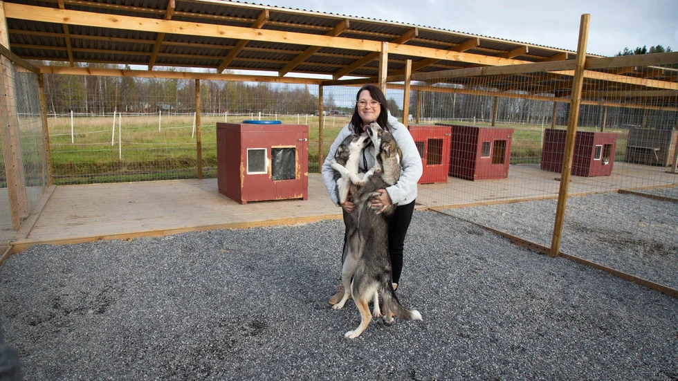 Hundarna var till en början en hobby för Katarina Worrsjö. Inkomsterna hon fick från slädturerna gick till hundmat. Nu har hennes företag växt till det dubbla. Unghundarna Skrållan och Tjorven ska i sinom tid tränas att dra.