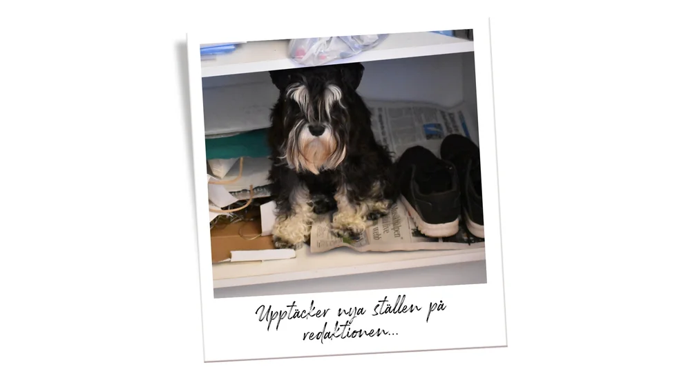 Sam framkallar många skratt. En dag hittade vi honom här: I ett skåp.