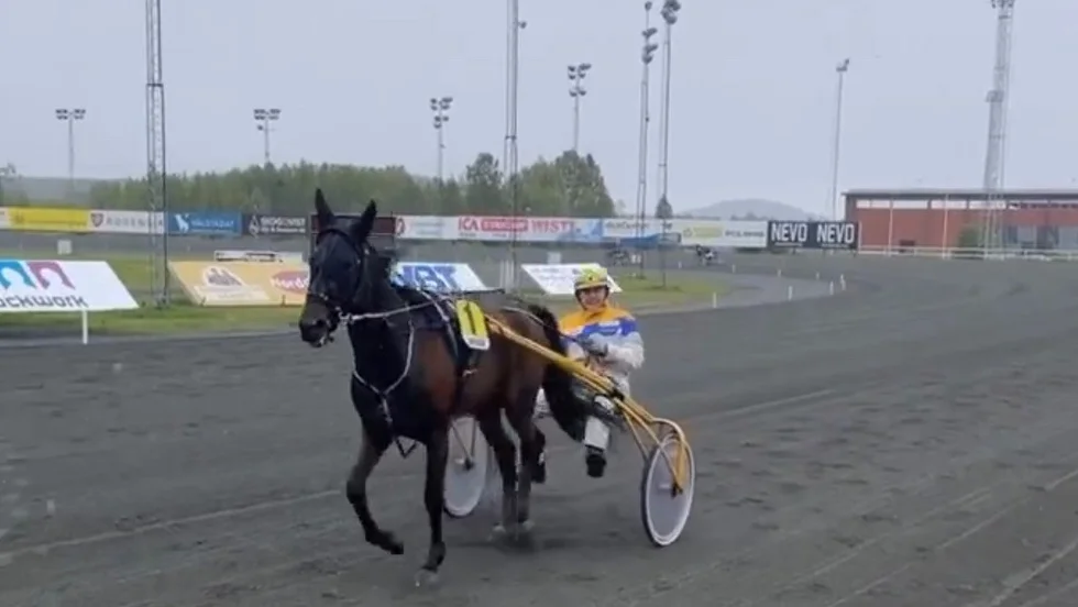 Petri Salmela-tränade Helan kvalade in till amatör SM-finalen tillsammans med Paavvo Koivurova efter seger i Skellefteå. Nu väljer man att avstå finalen och istället startar man i V65-1 i Skellefteå lördag kväll.