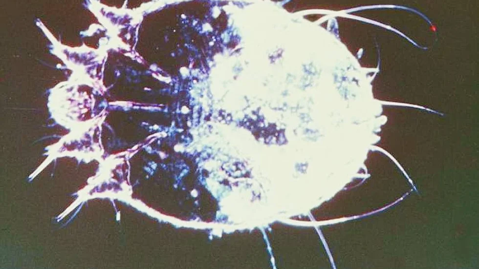 Sjukdomen skabb orsakas av ett kvalster, det cirka 1/2 mm stora skabbdjuret Sarcoptes scabiei, som gräver sina gångar inne i huden.