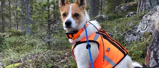 Kungsörn dödade hunden Tufva norr om Umeå: "Bara bottenlös sorg"