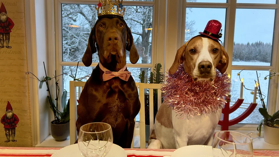 Har man redan en skotträdd hund behöver man göra upp en ordentlig plan för hur man ska träna den inför nyår, säger djursjukskötare Mariah Messing. 