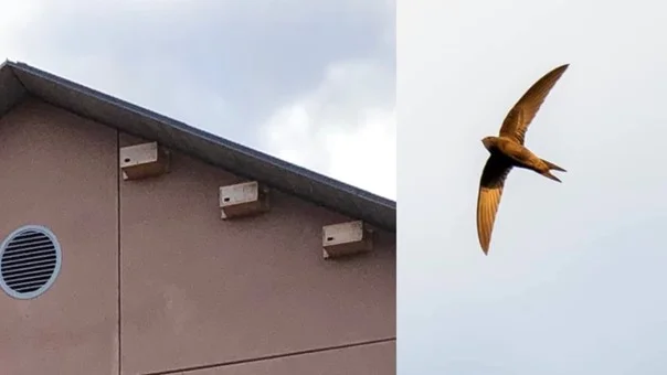 Bostadsrättsföreningen Tomtebo, i Svartbäcken, har prisats för sitt hållbarhetsarbete. Bland har de satt upp fågelbon för tornseglare på ett av husen.
