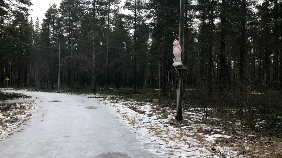 När det blir tillräckligt mycket snö i vinter och skidspår pistas på Grisberget kommer gångare inte att vara tillåtna där. Det beslutade kultur- och fritidsnämnden i september i år. (Arkivbild)