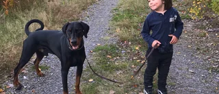 Hunden Devil räddade 5-åriga Bill – får pris