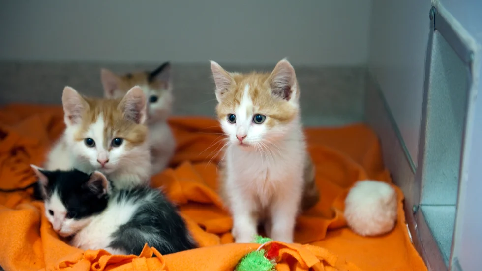 Varken katt eller pengarna tillbaka, har kvinnan fått enligt polisanmälan. 