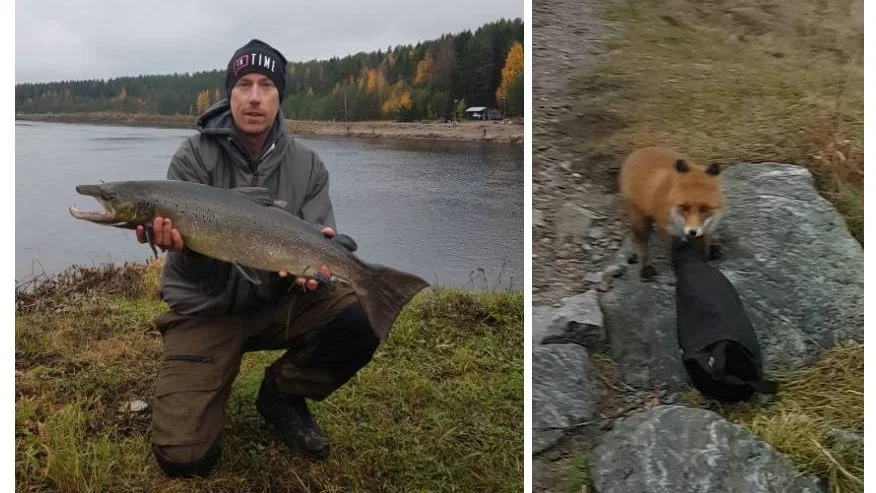 "Man blir lite ställd", säger Johan Schöld om mötet med räven. 