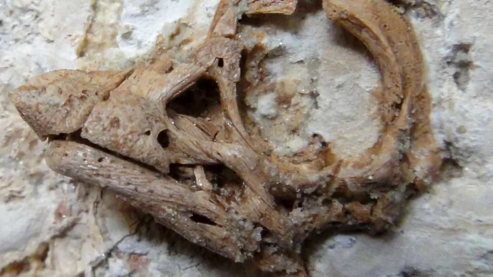 Sauropod-embryo i 80 miljoner år gammalt ägg från kritaperioden som återfanns i Patagonien i Argentina.