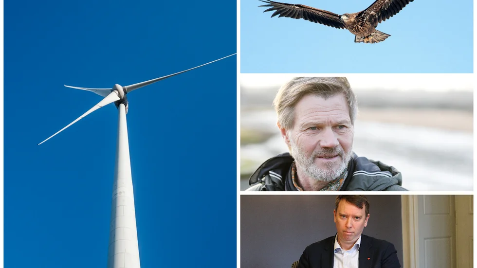 Ska havsörn sätta stopp för vindpark Morkulleberget? Stefan Arrelid, Naturskyddsföreningen, säger nej till vindparken, medan Olle Vikmång (S) säger att kommunen var positiv redan vid första ansökan.