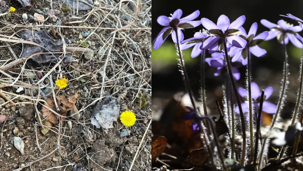 Tidiga vårtecken har setts i Vingåkers kommun.