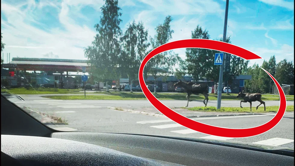 Två älgar springer runt vid Örnäsrondellen. De missade övergångsstället bara lite.