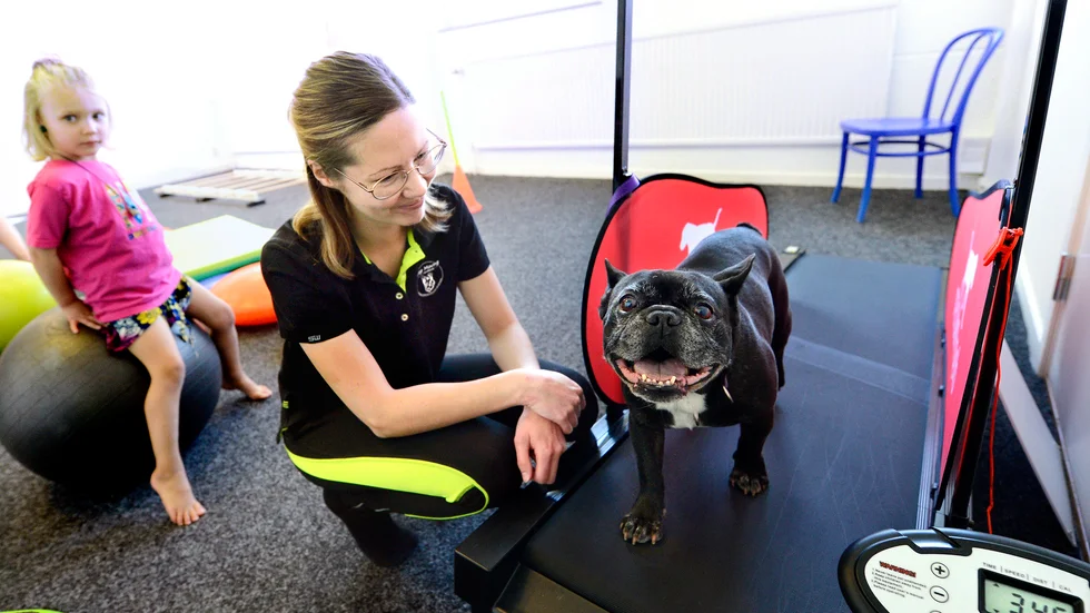 Franska bulldoggen Nolte får hjälp med träningen av hundfysioterapeuten Mia Johansson efter en knäoperation och för att för att stärka ryggen. Noltes lill-matte Zelda, 3 år, tittar på. 
