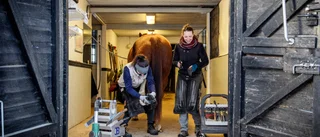 Hovslagare som gör ett riktigt hästjobb
