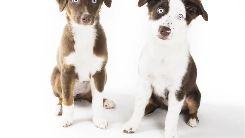 Nykomlingen som ökade mest under 2020 heter Miniature american shepard. En pigg och samarbetsvillig hund av mindre storlek