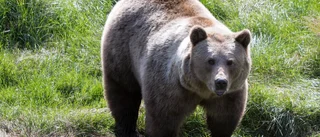 Björnattack i bärskogen – blev biten i låret