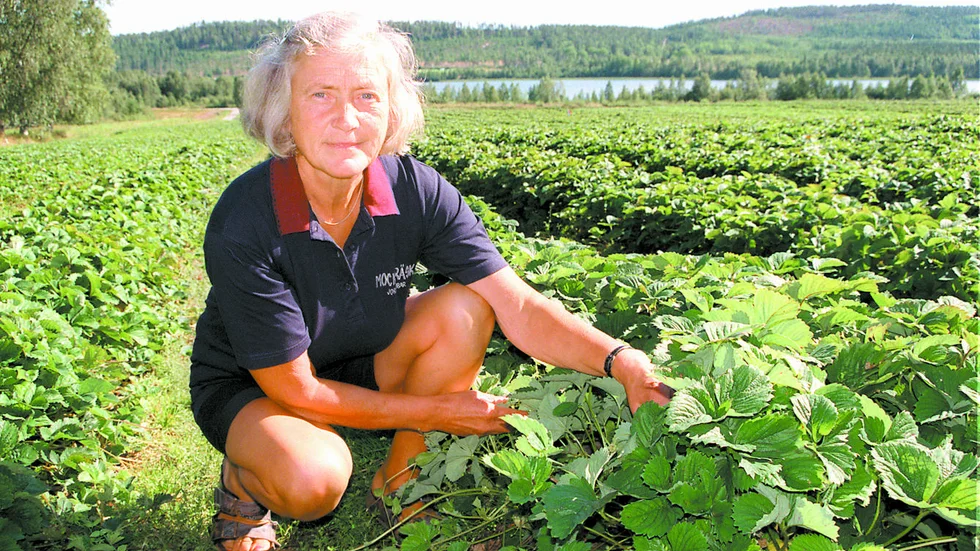 - Vi har drabbats av en katastrofalt dålig jordgubbsskörd, säger Elisabeth Erixson i Mockträsk.