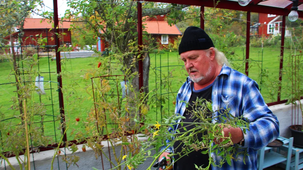 Hösten är intensiv när växtlighetens vintersäsong ska förberedas av trädgårdsmästare Jonsson.
