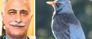 Kan du lösa Behzads fågelmysterium?