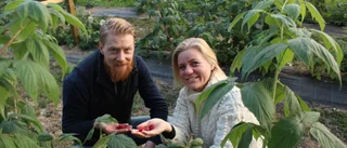 De ångrar inte sin investering: Hallonen gav glädje efter tuff vår