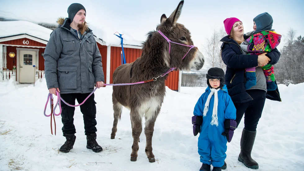 Ett skönt gäng i Klöverträsk. Emil Jonasson Östvall och Elvira Jonasson Östvall flyttade till gården i november med barnen Alice, 4, och Neo, 1. Här finns många olika slags djur, bland annat en egensinnig åsna.