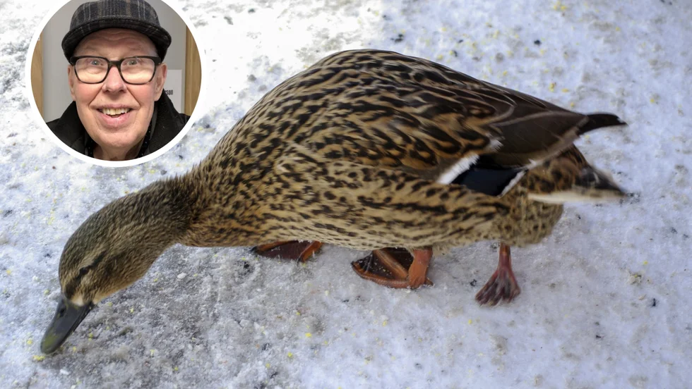När Rolf Dahlén skulle mata fåglar vid Djulö kvarn fick han syn på den trebenta anden och fångade den på bild. 