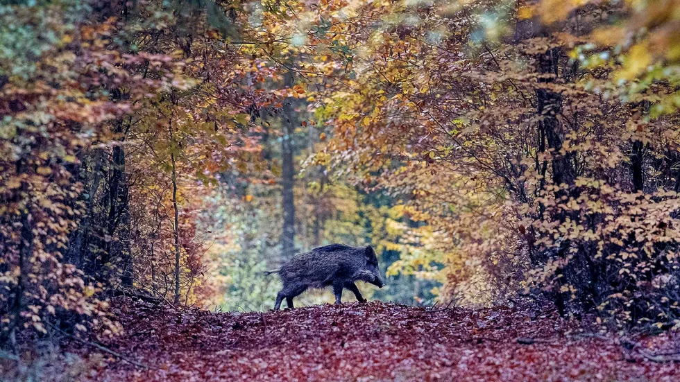 Jaktvårdskonsulent Fredrik Zethraeus hyllar jägarna i Vimmerby kommun: "Här har man verkligen gjort en stor insats från jägarsidan".