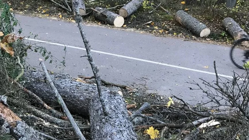 Trädet dagen efter att det föll över cykelvägen på Valsätraleden i närheten av Rosendal.
