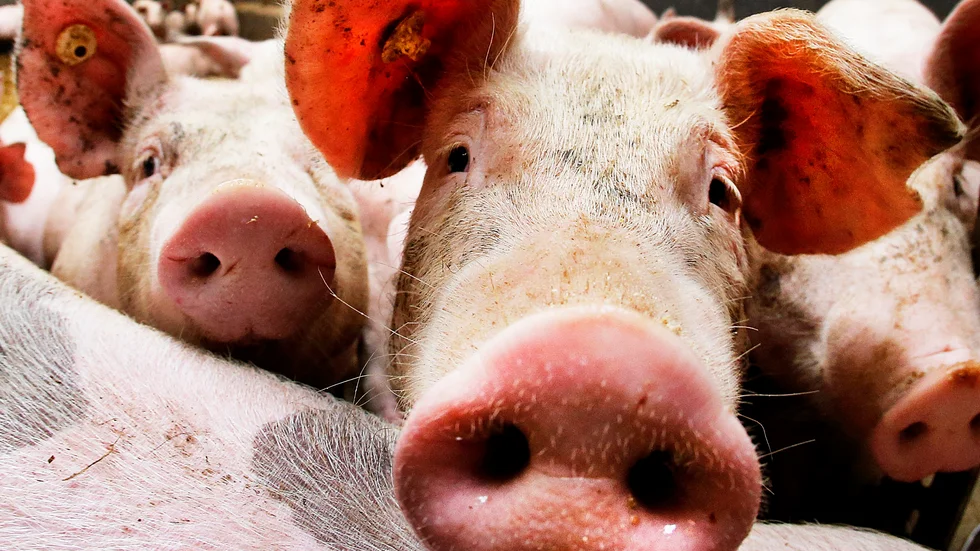 Nära 5|000 grisar har avlivats på grund av att salmonella upptäckts på flera skånska gårdar. Arkivbild.