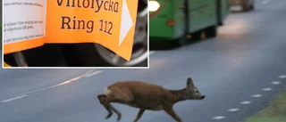 Trafikfara: Ännu fler rådjursolyckor under måndagen
