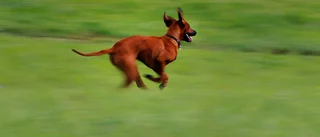 Påkörd hund dog och föraren smet