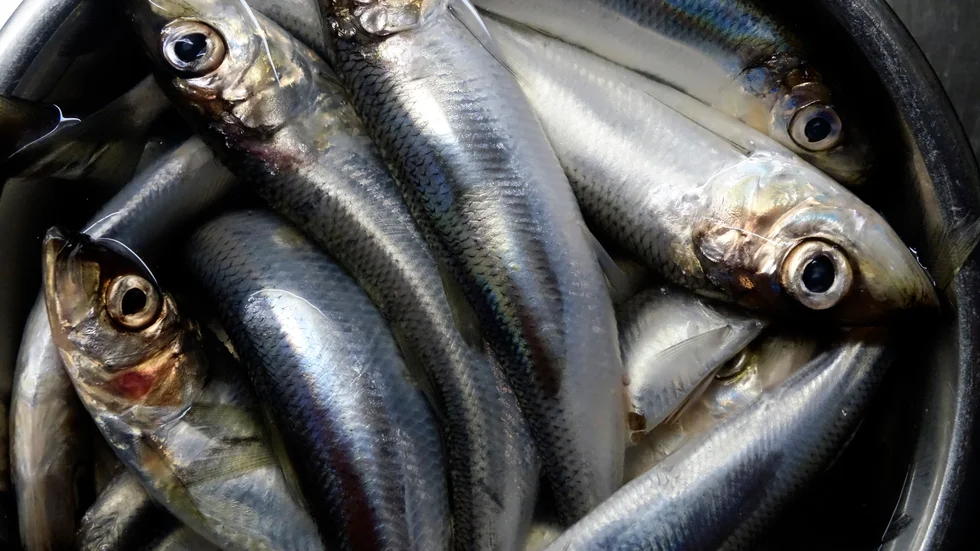Nyfångad strömming. Arkivbild.
