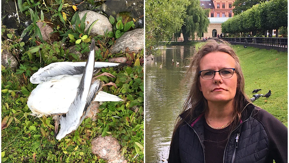 Anne Edwards har hittat ett tjugotal döda fåglar i Svandammen under bara några veckor. När vi träffas på torsdagen ligger där ytterligare två döda måsar.