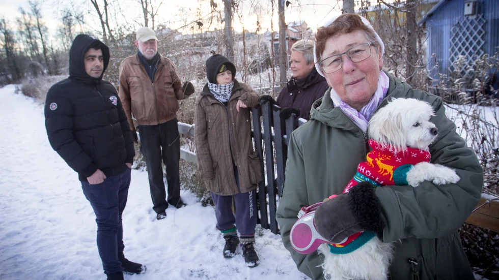 Några av de hårdast drabbade odlarna: Piyar Ramadam, Kajsa Hedin, Pernilla Fritz och Birgitta Wahlström i sällskap med koloniföreningens ordförande Urban Lundin.