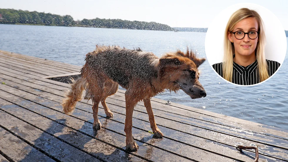 Först ett par dagr med riklig nederbörd, därefter kommer solen, säger SMHI:s meteorolog Moa Hallberg. Till helgen kan badtokiga Strängnäshunden Loka se fram emot ett svalkande dopp.