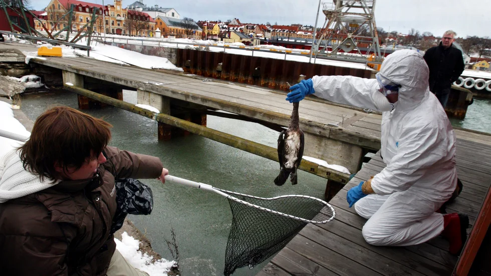 Visby hamn 2006. Fågelinfluensan drabbar Gotland. Vid ett nytt utbrott fem år senare drabbades en gård på mellersta Gotland mycket hårt. I år ser ön ut att klara sig.