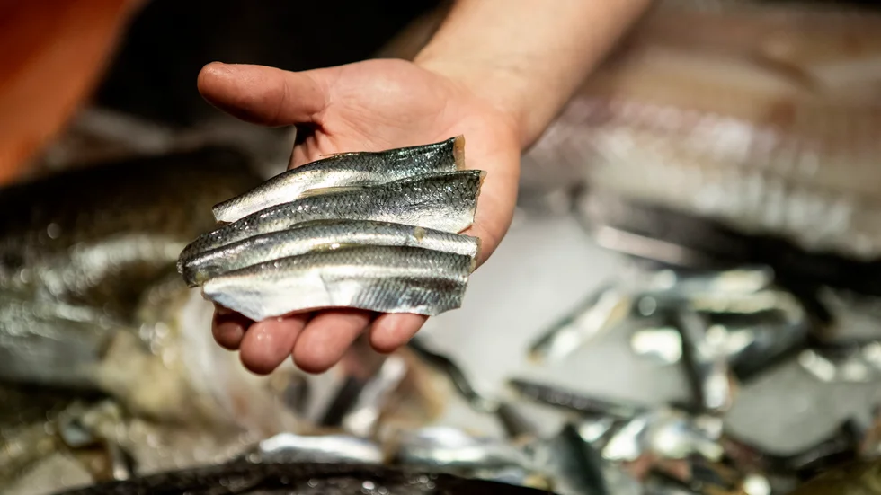 Strömming från Östersjön är en av de fisksorter som den som någon gång vill bli gravid, är gravid eller ammar inte ska äta mer än två till tre gånger om året. Rådet gäller även barn och unga.