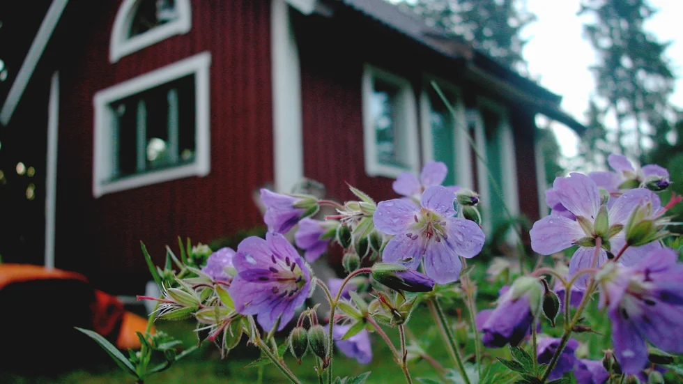 Några midsommarblommor under kudden i natt kanske kan skapa bra uppenbarelser av vad som komma skall i politiken?
