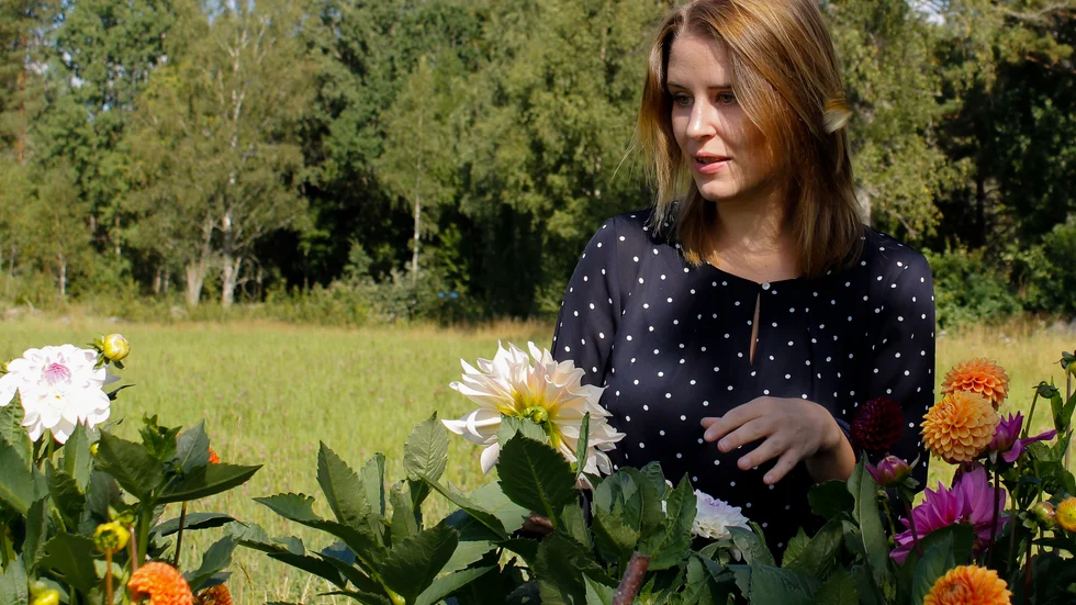 Varje dag måste utslagna blommor plockas för att förlänga blomningen så långt som möjligt. Lisa Peterson väljer dahlior för att komponera en av de buketterna hon har till försäljning.
