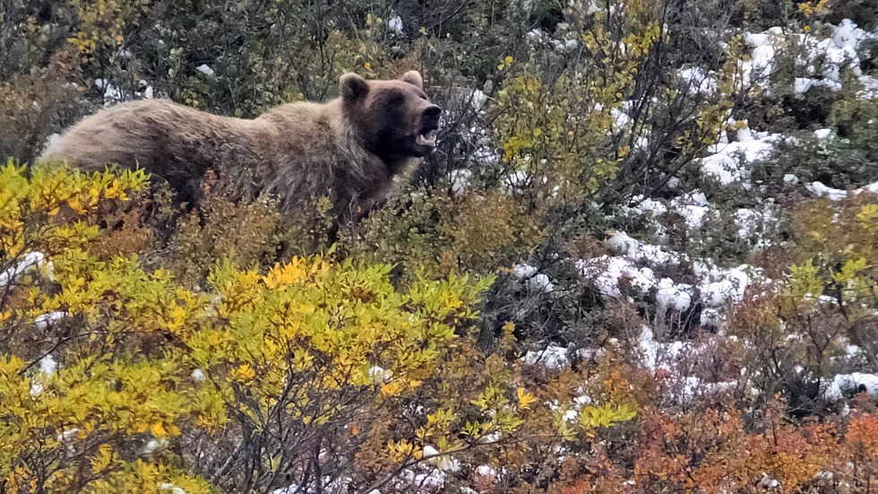 En grizzlybjörn i Alaska, björnen på bilden har inget med texten att göra.