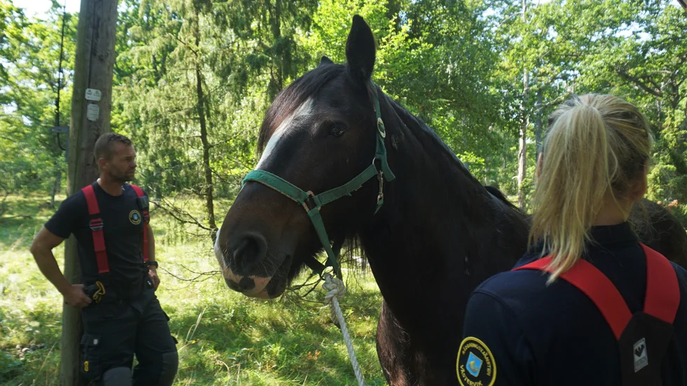 Hästen Charlie hade fastnat i en elkabel i hagen. Nu väntar veterinärbesök.