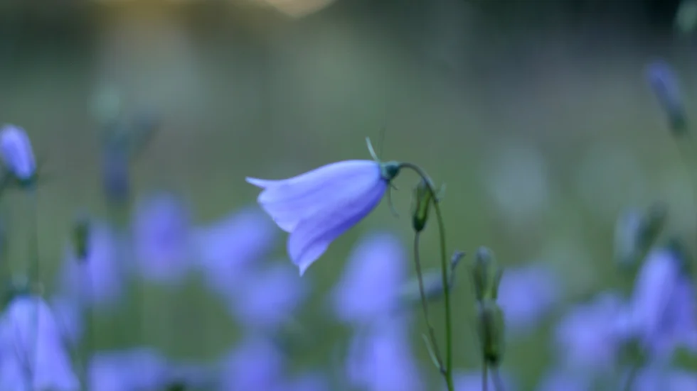 Paulina Czestochowska, Lansjärv har sänt in den här bilden på Sveriges nationalblomma, blåklockan.