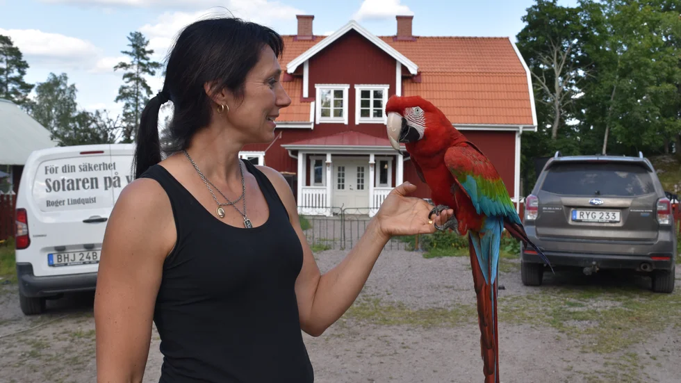 Helena Berg och papegojan Joakim. Han kan prata, men helst inte på beställning.