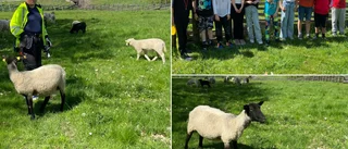 Säkert vårtecken: Får och barn med spring i benen