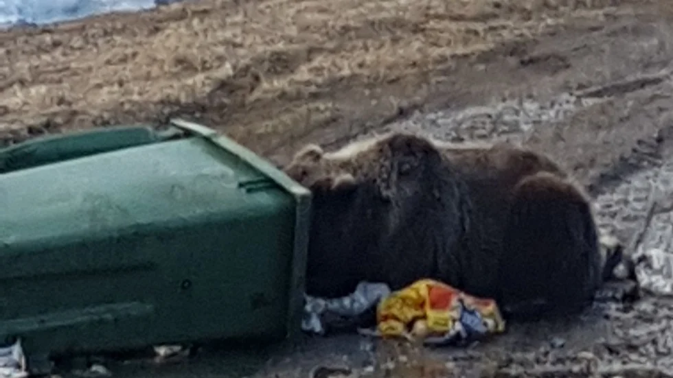 Björnen i full färd med att glufsa i sig mat.