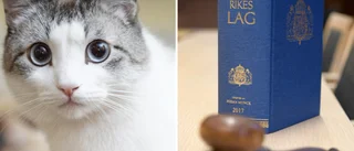 Kattsäljare vägrade lämna köparens lägenhet