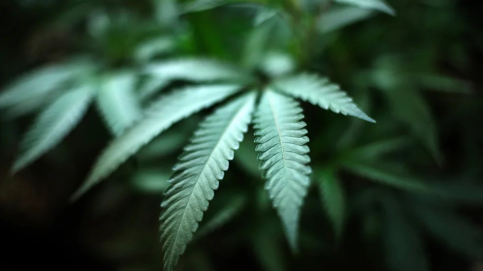 En cannabisplanta. Arkivbild.