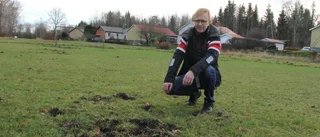 Här härjar svinen mitt i byn   