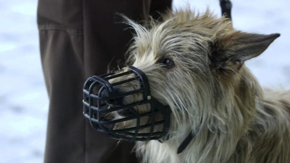 Hunden bet en person så hårt att den fick uppsöka vård. Nu har Länsstyrelsen krävt att hunden måste bära munkorg.