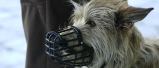 Sluta dalta med olämpliga hundägare