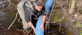 Så ska den hotade havsöringen räddas 